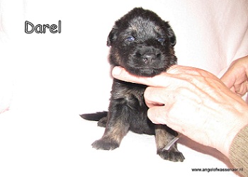 Darel, zwart-bruin teefje, 3 weken jong